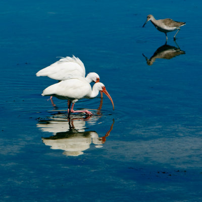 White Ibis.jpg