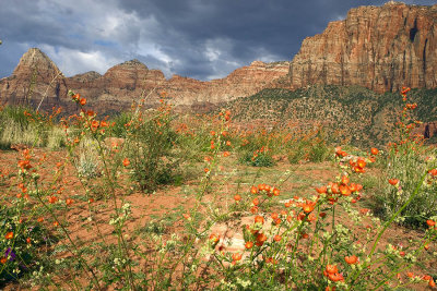 Zion NP_079.jpg