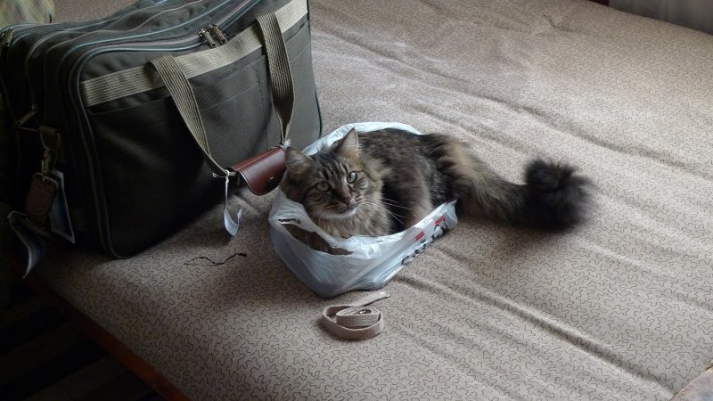 Chyna helps Ron pack...