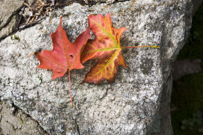 Sept. 11: It's a day in Wiscasset where it's starting to look like Fall.
