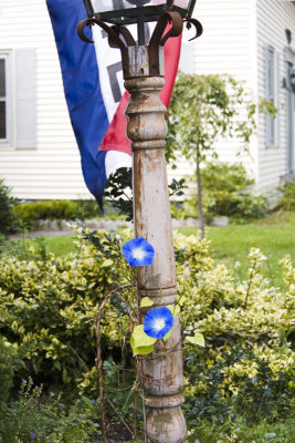 ....and Morning Glories climb a pole.