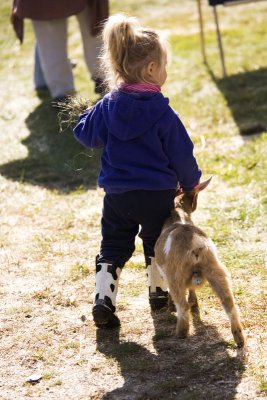 ...little girls leading goats!