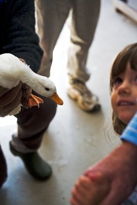 we find....ducks being....