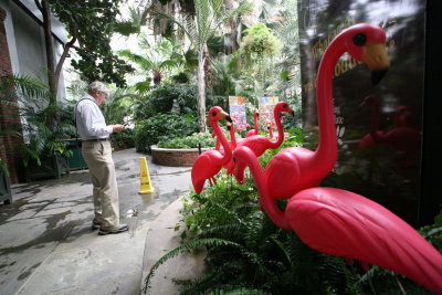 It's 'Chocolate Time' and the pink flamingoes are everywhere!