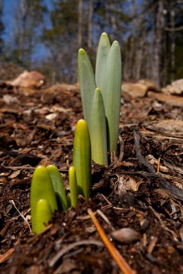 April 1: Yup, here are early signs of spring!