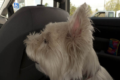 Meredith, NH to see Cousins...Maggie and her pink ears.