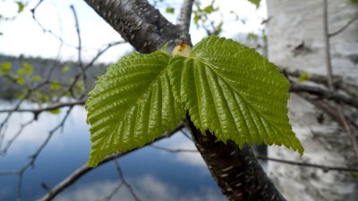 And visit the pond where birch leaves are new and green!
