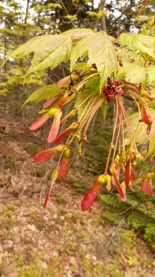 ....with colorful new leaves and seeds!