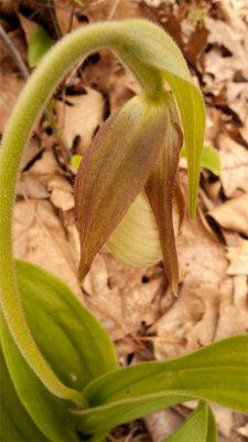 Ladyslippers are ready to burst with blossoms!