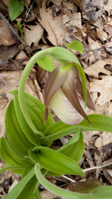 Those Ladyslippers are still coming along.