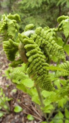 And ferns are quite amazing!