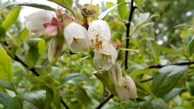 If we get enough bees, these should become blueberries!