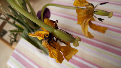 May 17: The cut spring flowers are going to seed.
