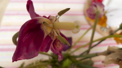 But even in death they are pretty!
