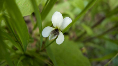 ...white violet! These are very dainty and growing in the shade below the sailboat in the backyard.
