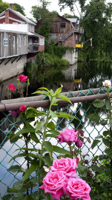 And then FROM the bridge....there are roses!