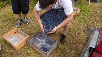 Then its on to the blueberry farm where...