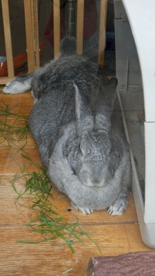 This giant bunny is in a pet shop window.