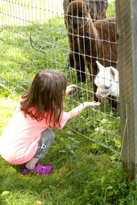 Yup, there are baby alpacas this time of year!