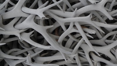 ....and a pile of Elk antlers at the Visitor's Center.
