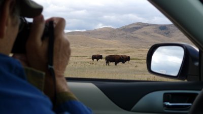 Yup, BISON!! We see four of them and photograph them!