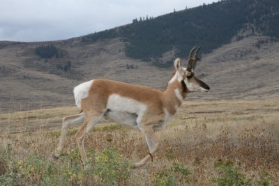 Pronghorn Antelope on the ....