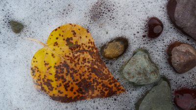 Fall leaf in the surf.