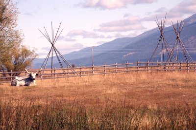 At Nine Pipes there are long-horn cattle.