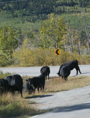 Free range cattle along the road back to Browning are hungry, but cold!
