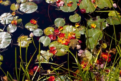 Oct. 19: We go to Reid and find pretty lilypads and fallen leaves in the marsh. ...