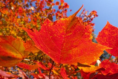 Then back at home, the maples are in full color!