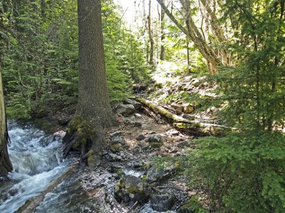 Synder Creek near MacDonald Lodge.