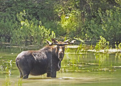 We luck into a hungry moose who...