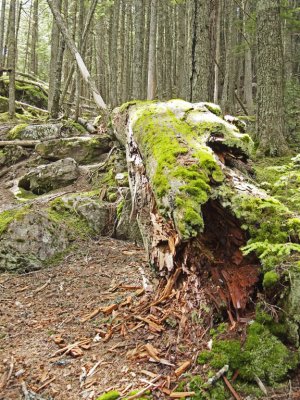 Some are 'gone' and moss-covered.