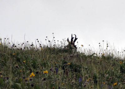 The pronghorn antelope are vegging in the