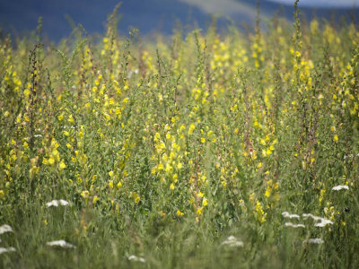 And the wildflowers turn meadows yellow!