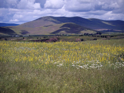 See the yellow field.