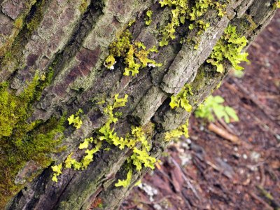Amazing lichen on trunks