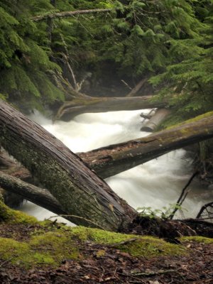 A crisscross of trunks over the creek.