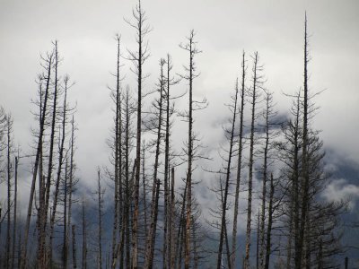 More burned trees from a fire in 2003