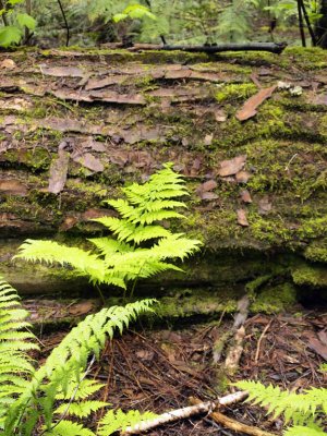 ...this lovely old forest.