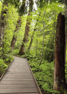 There are trees here that are 500 years old!