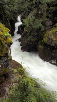 Avalanche Gorge is a small cut in rocks and forest.
