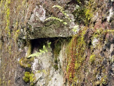And the moisture encourages moss and ferns.
