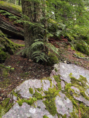 The forest floor abounds in life.