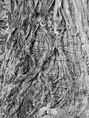 Bark is amazing!