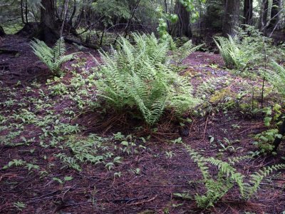 The light makes the forest floor extra pretty.