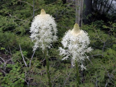On the way 'home' we find bear grass.