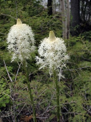 This is a signature flower for Glacier....I love it!