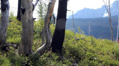 Forest fire killed trees.